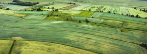 green fields
