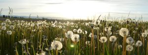 field of dandelions