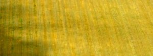 aerial view of green and yellow field