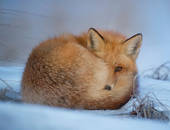 orange fox curled up on snow