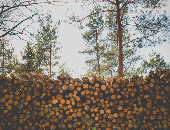 pile of cut logs