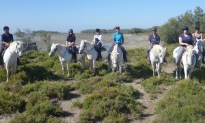tourists riding horses on a trail