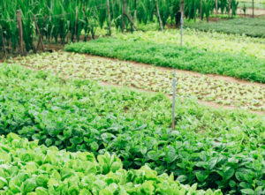 growing green vegetables