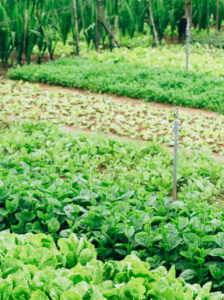 growing green vegetables