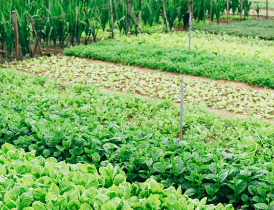 growing green vegetables