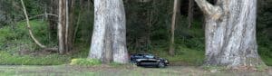 car behind trees